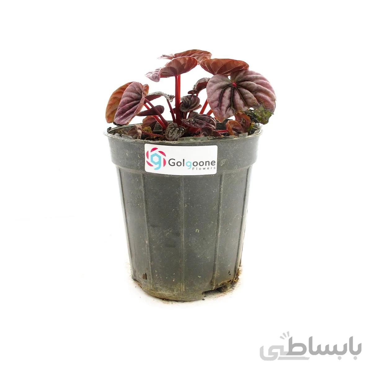 گیاه پپرومیا قرمز