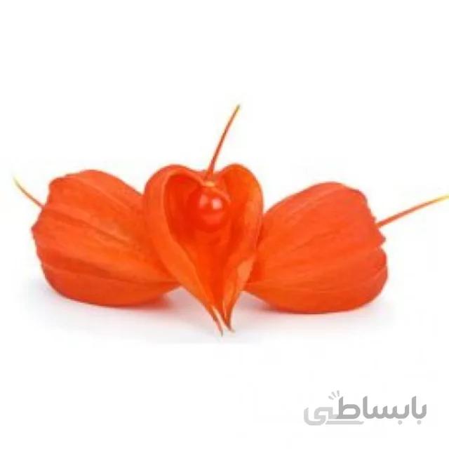 بذر فیسالیس قرمز