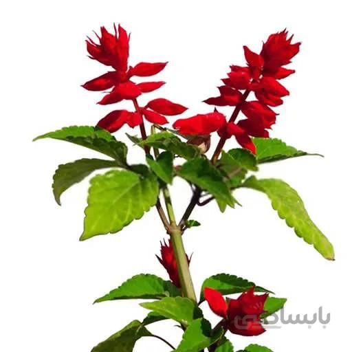 بذر گل سلوی قرمز