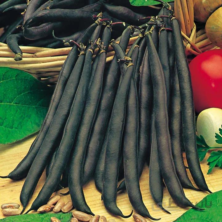 لوبیا مشکی ( بذر اورگانیک خارجی )