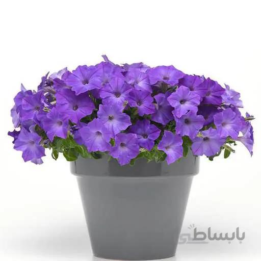 بذر گل اطلسی ارغوانی
