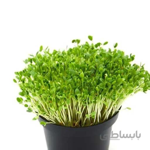 بذر میکروگرین شنبلیله