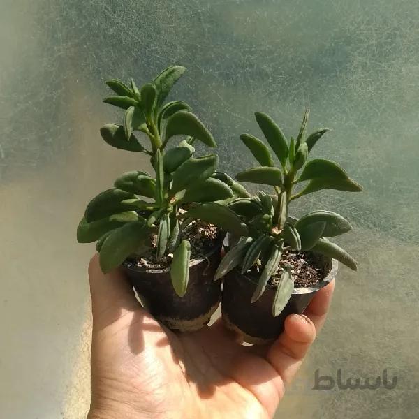 پپرومیا سبز