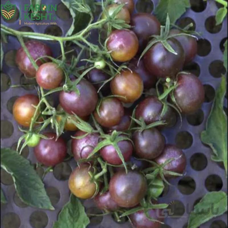 بذرگوجه فرنگی مشکی مینیاتوری یاقوت سیاه بسته 20 عددی