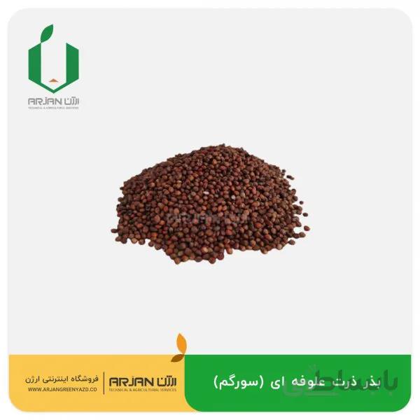 بذر ذرت علوفه ای (سورگم)