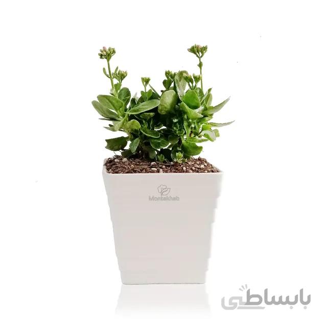 گیاه آپارتمانی کالانکوآ