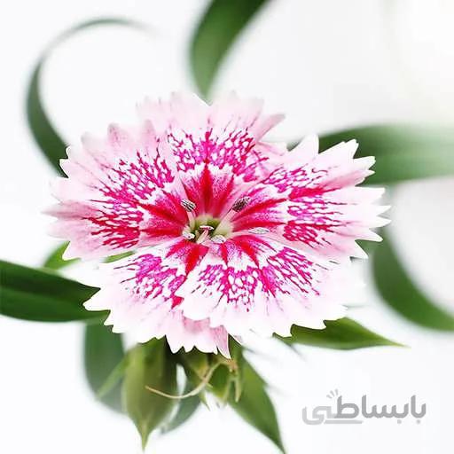 بذر گل میخک چاینا معطر
