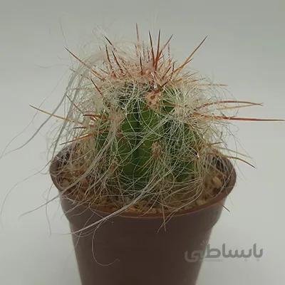اورئو سرئوس بسیار خاص و کلکسیونی