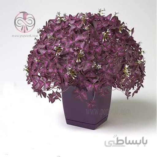 ریزوم اگزالیس تترافیلا بنفش
