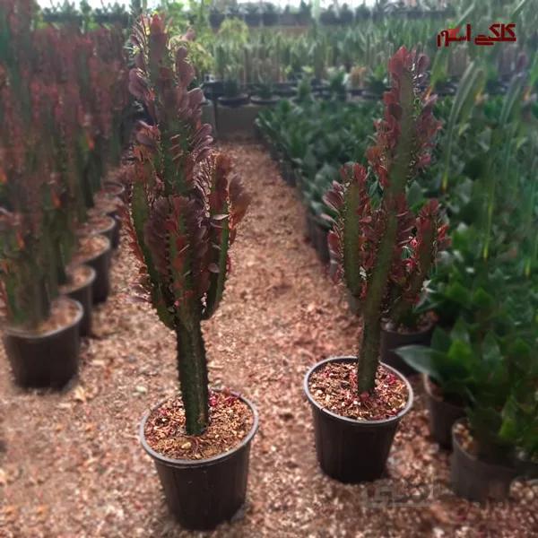 کاکتوس دراز افوربیا تریگونا