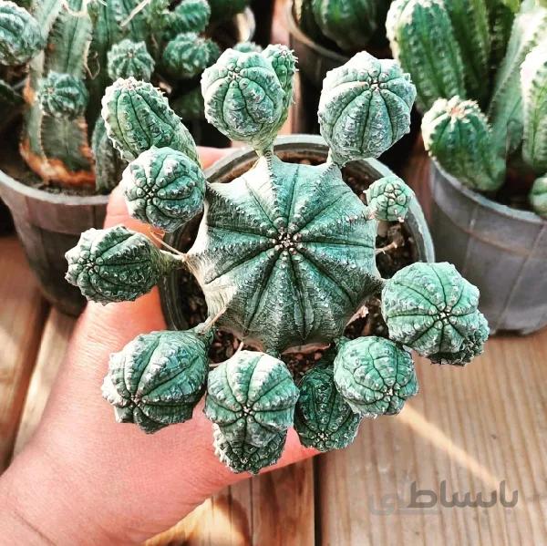 افوربیا اینفوستا پر بچه