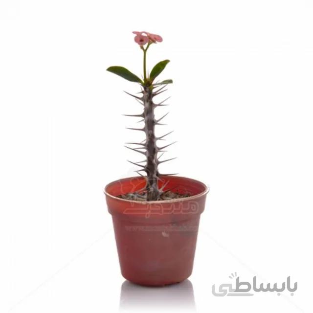 گیاه آپارتمانی مرجان 15 سانتی متری