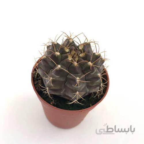 بذر کاکتوس ژمینوشکلاتی
