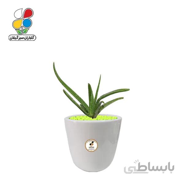 گیاه طبیعی آلوئه ورا کوچک گلباران