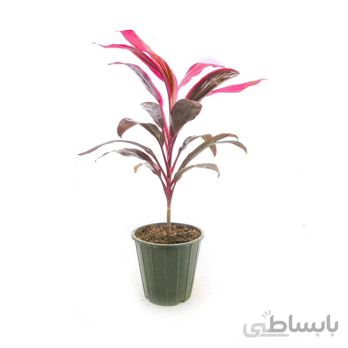 گیاه کوردیلین