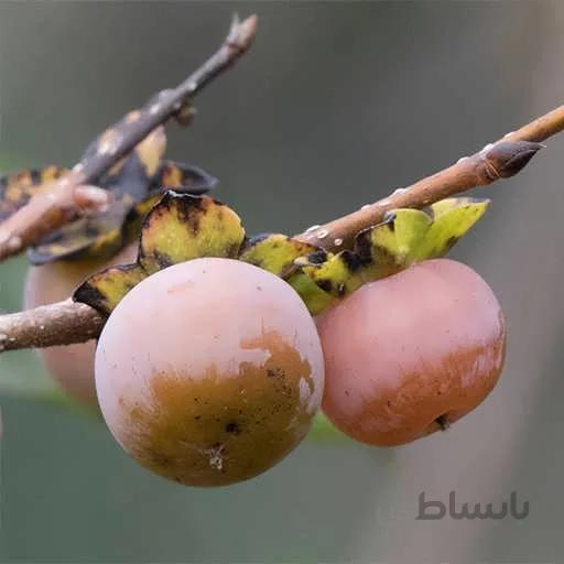 بذر خرمالوی وحشی