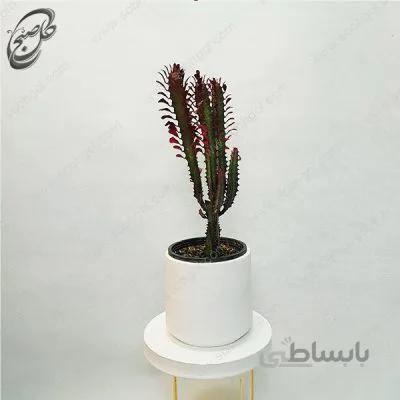 سفارش گل آنلاین – افوربیا تریگونا قرمز طرح E-032