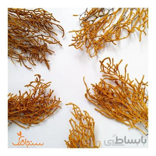 درختچه دریایی نارنجی