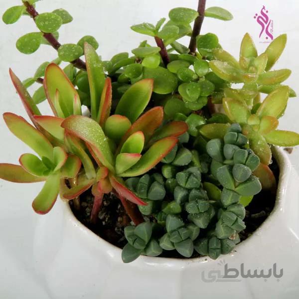 گلدون کاکتوس