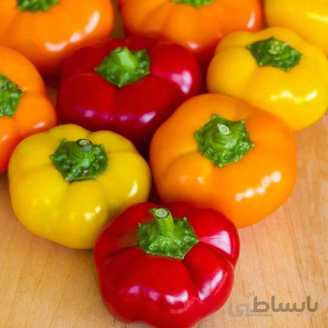 بذر فلفل دلمه ای بشقابی