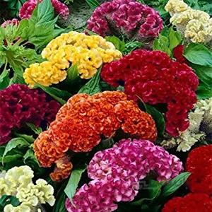 بذر گل تاج خروس پامتوسط الوان ا cockscomb