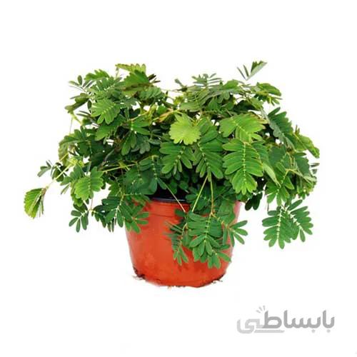 بذر گل قهر و آشتی