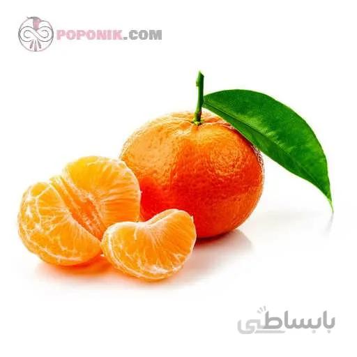 نهال نارنگی یافا