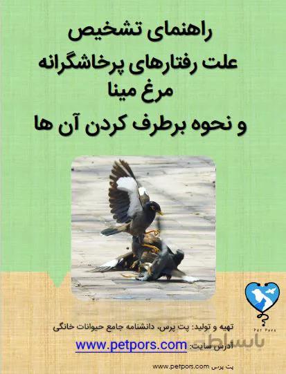 علل پرخاشگری مرغ مینا
