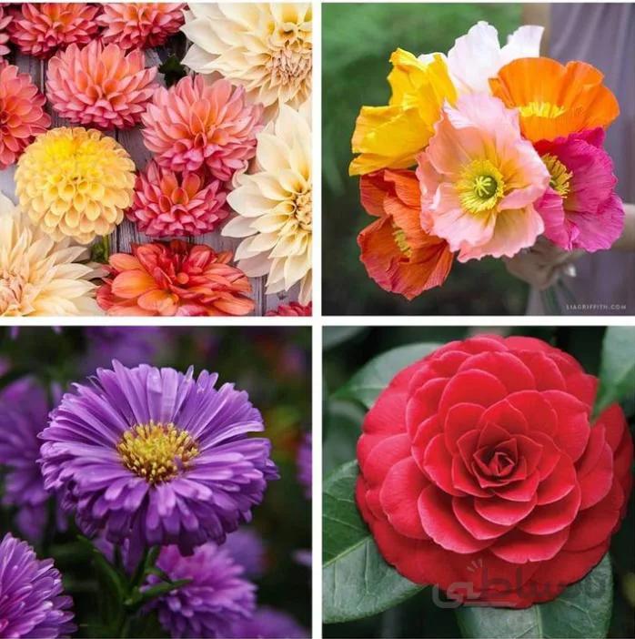 پکیج گل شماره 1 ( بذر اورجینال خارجی )