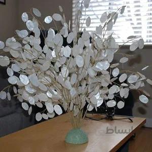 بذر گل پول یا سکه ا Lunaria annua