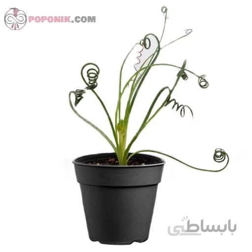 آلبوکا فر