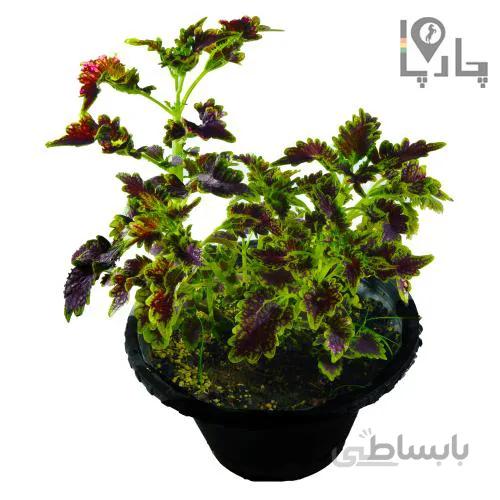 گیاه حسن یوسف سایز کوچک