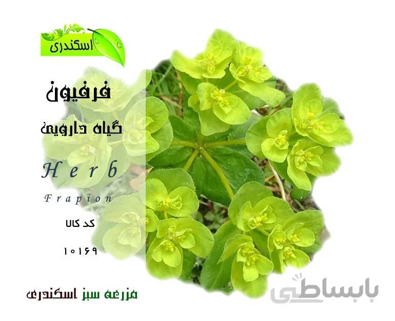 صمغ گیاه فرفیون