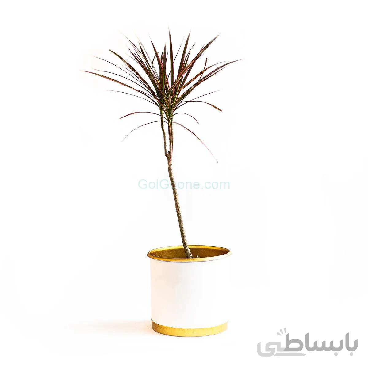 گیاه دراسنا پرچمی | سایت متوسط