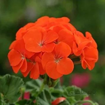 بذر شمعدانی f1 رقم Horizon Orange