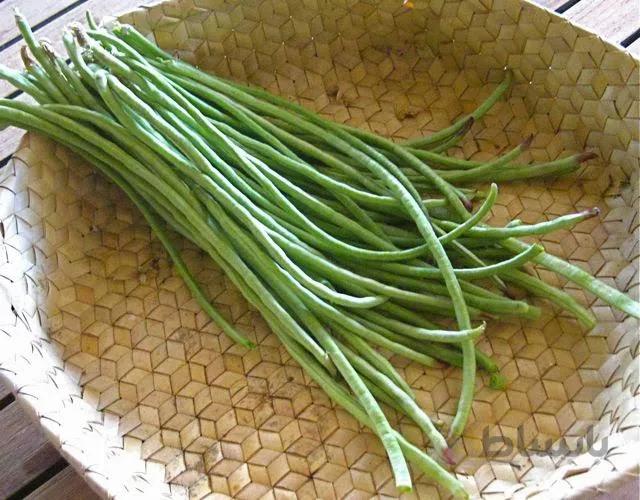 لوبیا متری سبز ( بذر اورگانیک )
