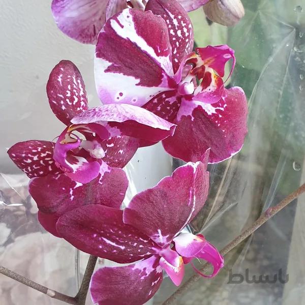 ارکیده ارغوانی سفید