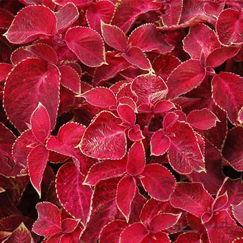 بذر حسن یوسف F1 Velvet Red