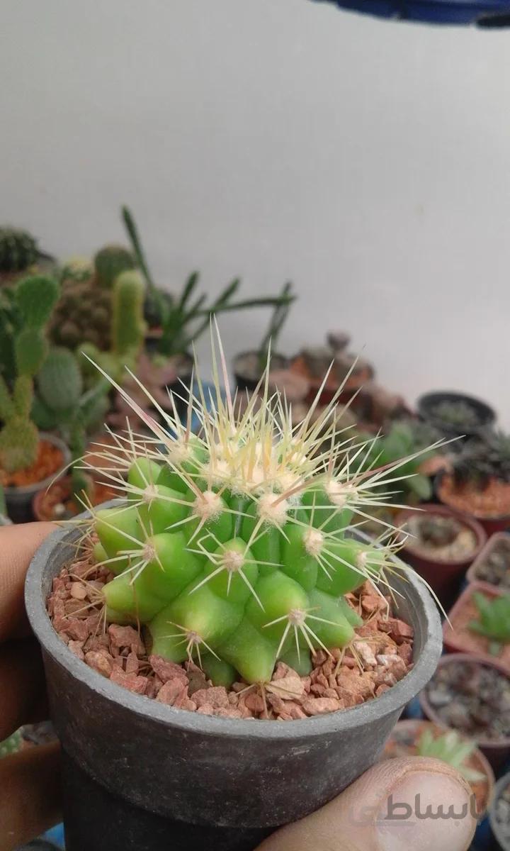 اچینوکاکتوس گروزنی | echinocactus