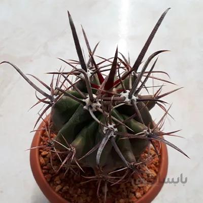فروکاکتوس تیغ وحشی بسیار با ارزش (گلدان8پر)