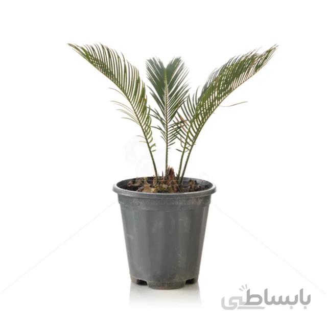 گیاه آپارتمانی سیکاس ارتفاع 50 سانتی متر