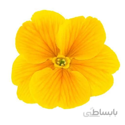 بذر گل شب بو خیری زرد