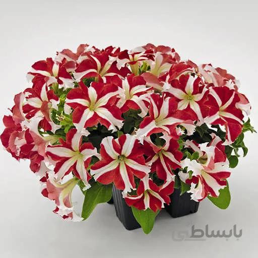 بذر گل اطلسی ستاره‌ای قرمز و سفید