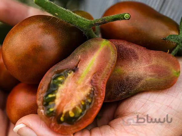 گوجه گلابی شکلاتی ( بذر اورجینال خارجی )
