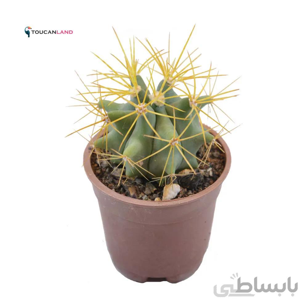 فرو گلاسنس