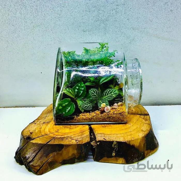 تراریوم وابی کوزا