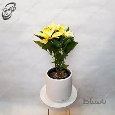 سفارش گل آنلاین – بنت قنسول زرد طرح B-020