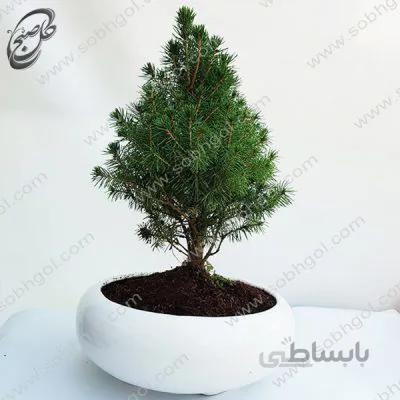 بونسای کاج کونیکا طرح B-029