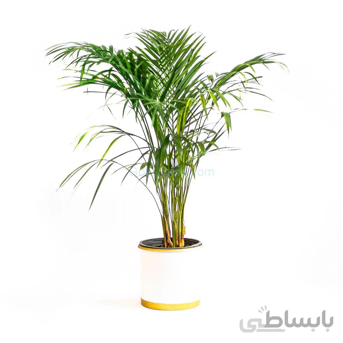 گیاه نخل شامادورا الگانس | سایز متوسط