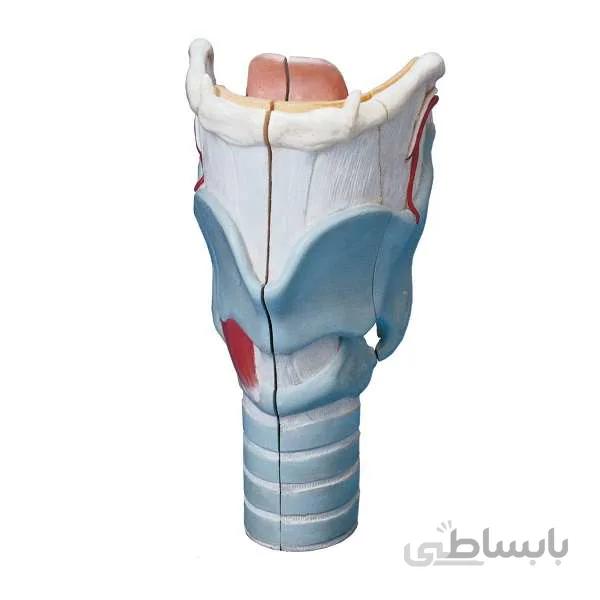 قیمت، خرید و مشخصات مولاژ حنجره